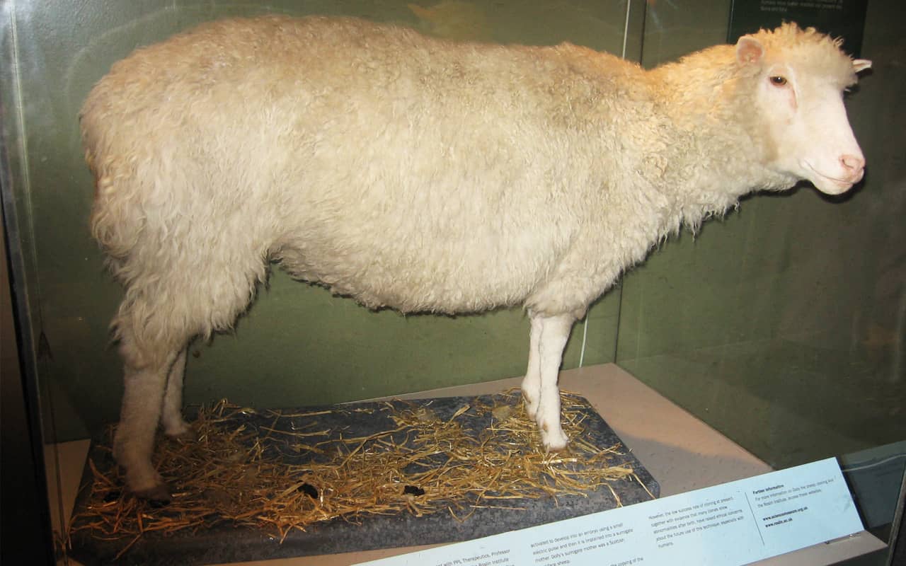 Dolly the Sheep