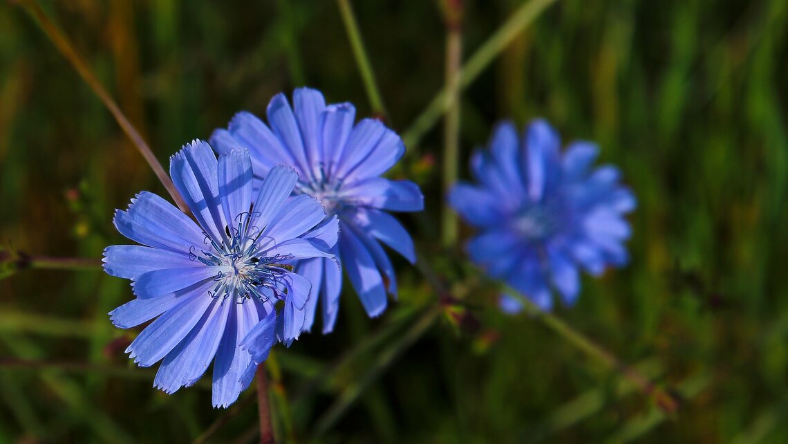 Chicory: flower, weed or crop?